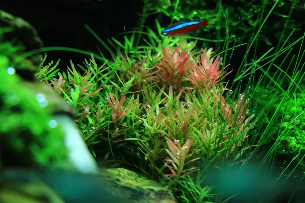 Final - The New Life of Old Stones